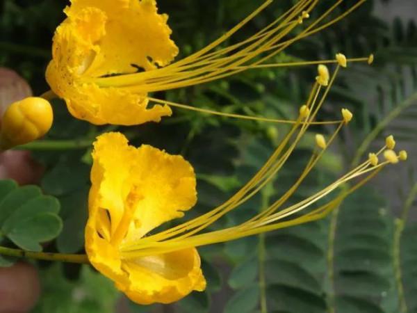 五彩鳳凰花圖片分享