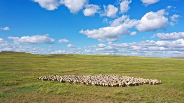 自駕邊境——風吹草低見牛羊 自駕邊境——風吹草低見牛羊