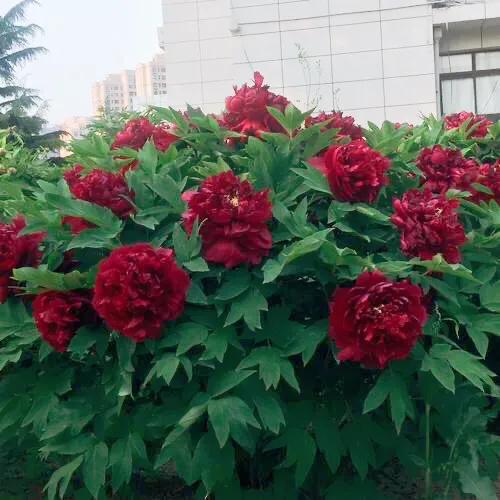 牡丹春節開花,催花技術簡介 牡丹春節開花,催花技術簡介