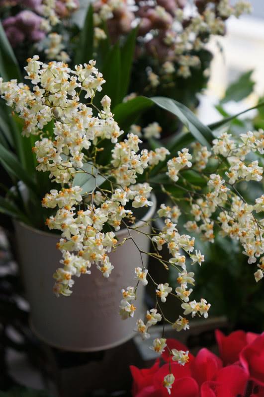 “100種花”適合養在陽臺上，一個比一個好看，還很好養護