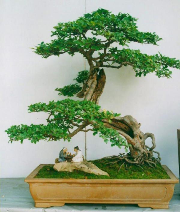 多肉盆栽，蝴蝶蘭多樣亮麗鮮豔