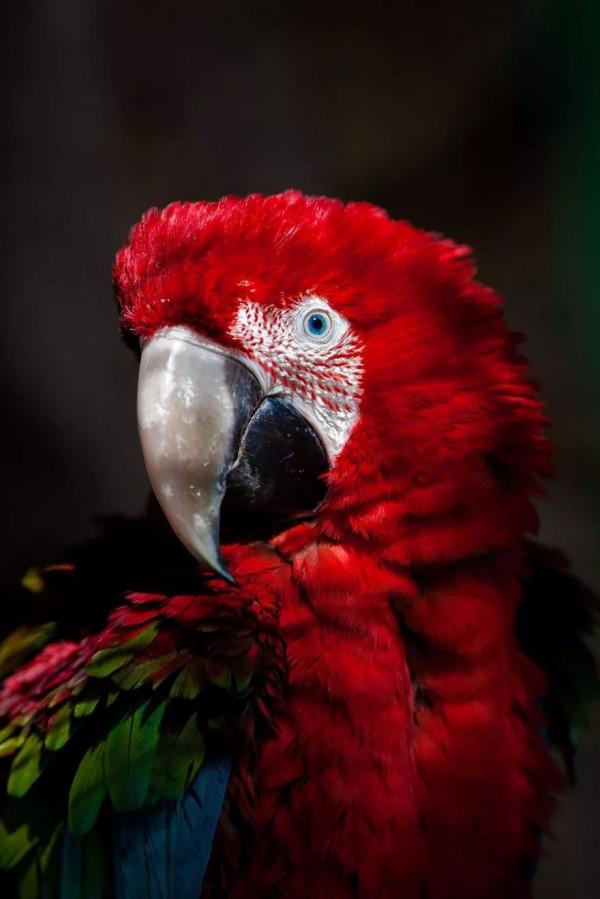 可愛而美麗的鳥類