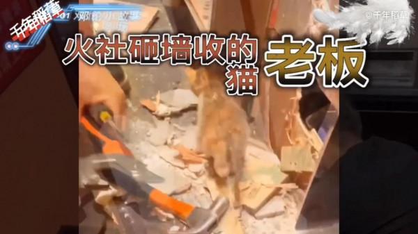 喵星爭寵霸權｜緣起鄧倫的火社砸牆「三歲的睡前故事沒白聽」