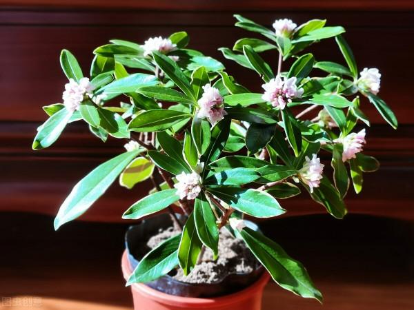 寓意祥瑞，瑞香花。過年養一盆，室內馨香，祥瑞安康