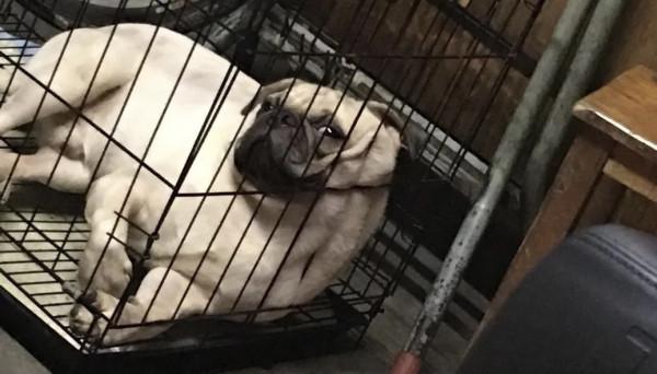 你以為的養寵方式？