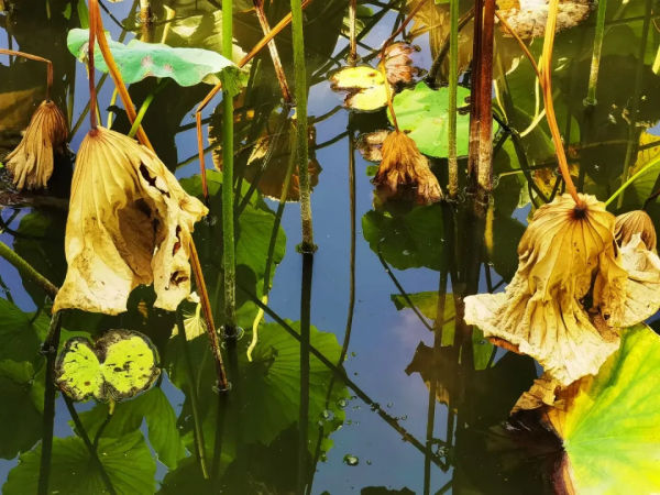 一年好景君須記 正是橙黃橘綠時