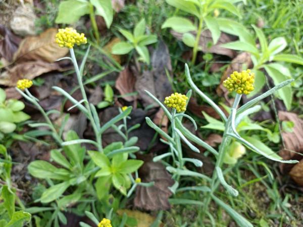 農村2種常見的野菜，家鄉人都喜歡吃，藥食兩用效果好，誰吃誰好