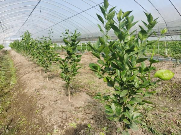 中央植物工廠連鎖模式-柑桔標準化育苗種植的踐行者(1) 中央植物工廠連鎖模式-柑桔標準化育苗種植的踐行者(1)