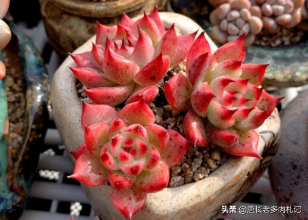 環境不好養多肉用大盆？是想一年四季對著一片“青菜”？快換盆吧
