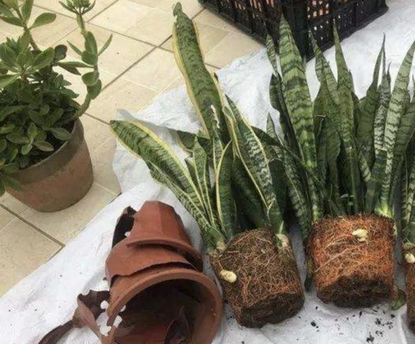 虎皮蘭有“3喜3怕”,做對了,葉片槓槓厚,爆滿小崽子,真好看 虎皮蘭有“3喜3怕”,做對了,葉片槓槓厚,爆滿小崽子,真好看