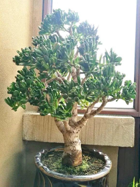 客廳養好樹，子孫一直富，8種樹養在家，鎮宅有安全感