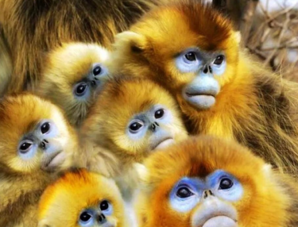 動物園見過的這些猴子，竟然是國家一級保護動物