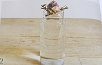 球根植物怎麼養？教你水培風信子