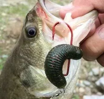 五花八門的軟蟲釣組，你知道高手們都是怎麼用的嗎？