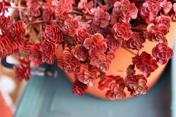 這“三多肉”不怕凍,越冷越美出狀態,零下30℃也能綴滿一大盆 這“三多肉”不怕凍,越冷越美出狀態,零下30℃也能綴滿一大盆