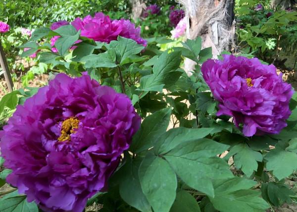 “壽命長”的11種花，好養寓意好，越養越值錢