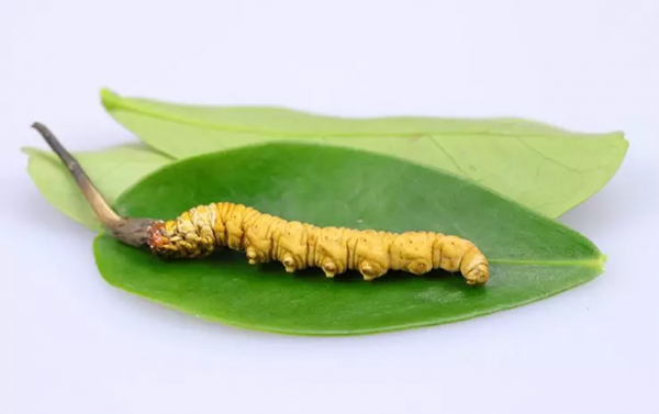 冬蟲夏草對肝腎、支氣管哮喘等常見病症,效果竟然這樣好 冬蟲夏草對肝腎、支氣管哮喘等常見病症,效果竟然這樣好
