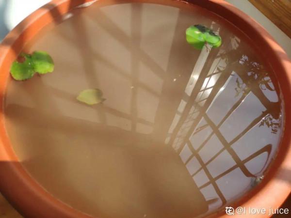 9種土別拿來養花，對花不好，容易黃葉爛根