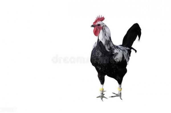 關於90後生肖年齡表