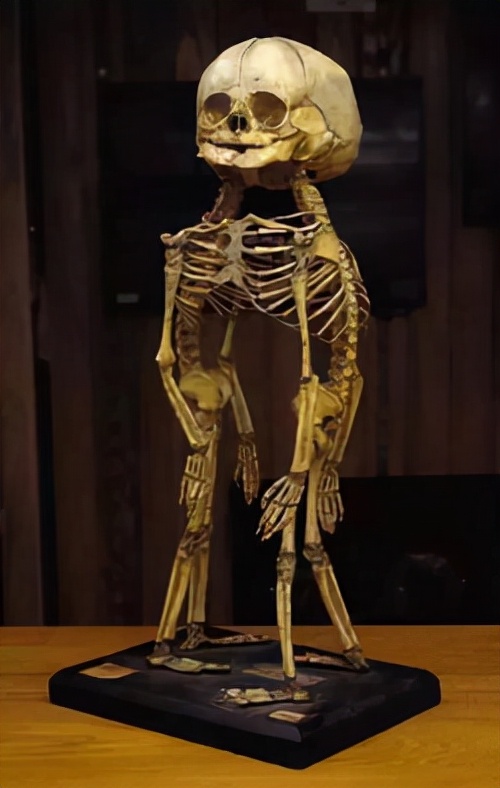 愛因斯坦的大腦、人類最大便便……看了這座博物館，我大開眼界