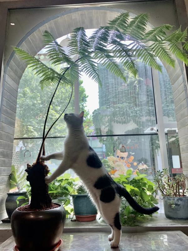 貓館長的人類行為模仿