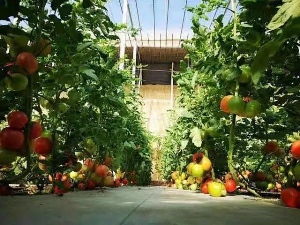 田間地頭出人才！北京6名資深農民評上教授級別！