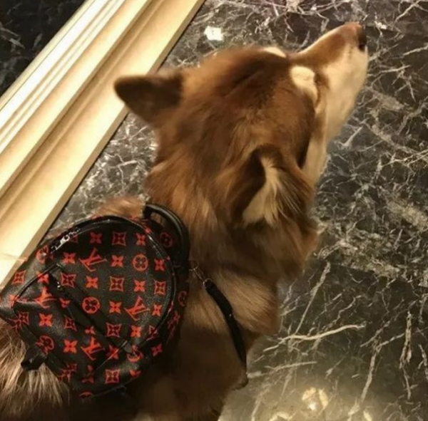 趙子易靠養狗成贏家，熬走無數網紅，曾和王思聰現女友一起滑雪