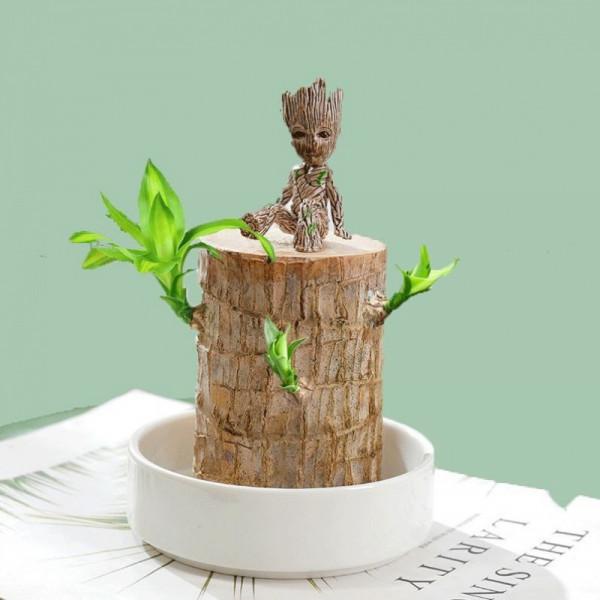 6種“乾淨花”，漂亮又衛生，養護簡單，不用土也能活