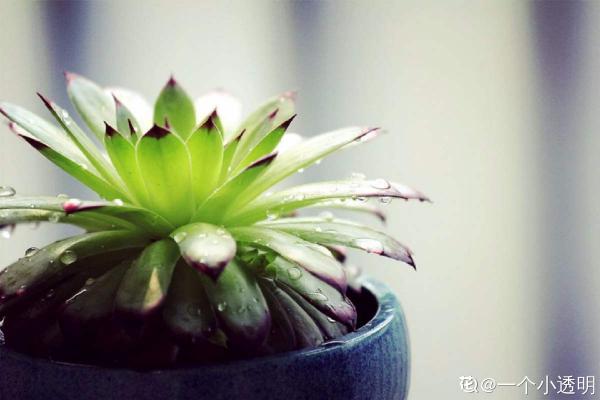 多肉“攤大餅”，解決這3點，葉片挺拔還肥大