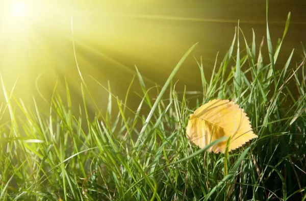 呼吸式閱讀，幫你解決讀完記不住的難題，讓閱讀像呼吸一樣輕鬆