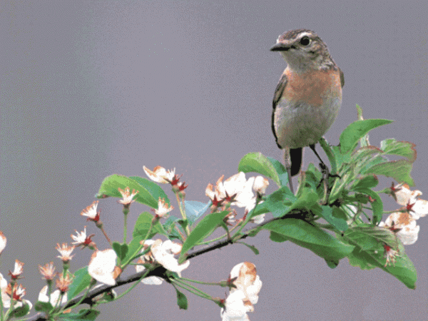 會動的鳥兒圖欣賞