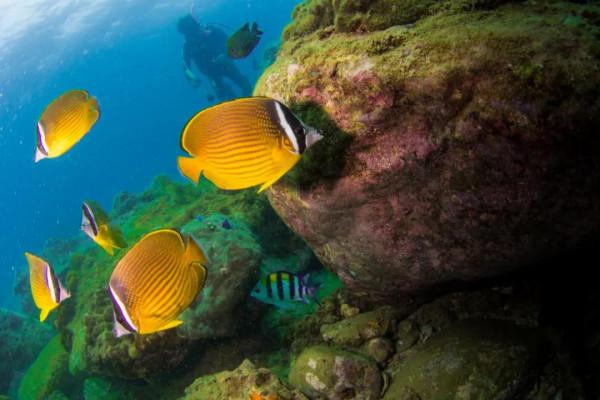 海洋探索｜海底綻放的&OpenCurlyDoubleQuote;聖誕樹&rdquo;&mdash;&mdash;大旋鰓蟲