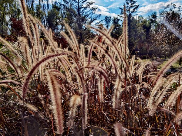 打卡丨秋天是什麼顏色？百花園內五彩斑斕