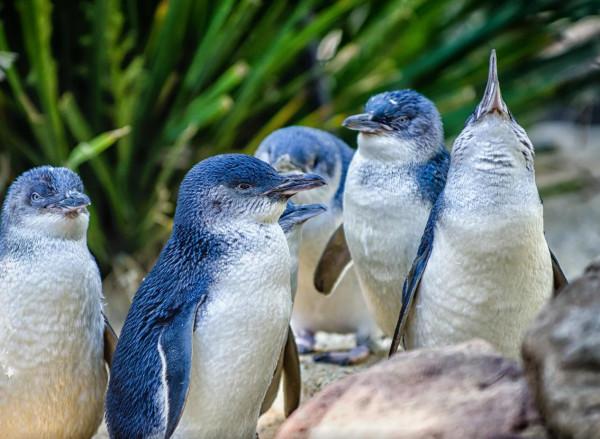澳洲走地雞?實則是藍色微型企鵝,霓虹下相依背影成就攝影類大獎 澳洲走地雞?實則是藍色微型企鵝,霓虹下相依背影成就攝影類大獎