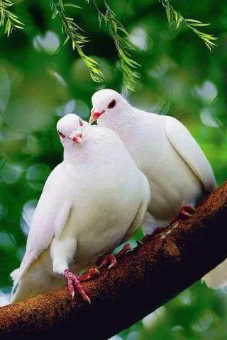 62對愛情鳥大比拼欣賞