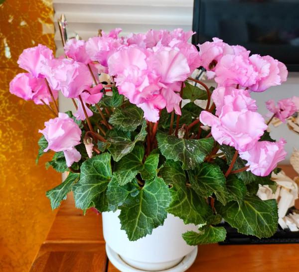 適合冬季養的“3種花”，天天有花可看，越冷花越豔、吉祥又美麗