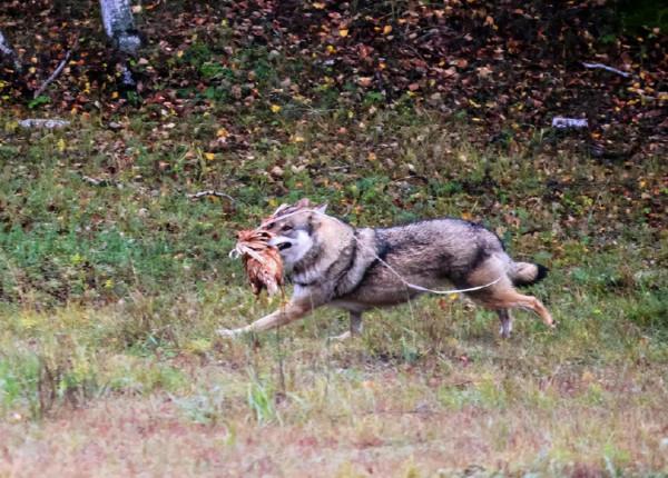 老人撿回生病狼崽，一年後，露出狼性本色，卻被村民當成了寶