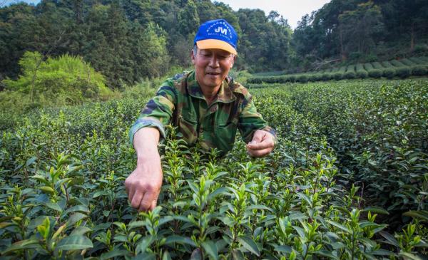 採茶有多辛苦?起早貪黑、渾身傷痛、收入不高,不是茶農無法體驗 採茶有多辛苦?起早貪黑、渾身傷痛、收入不高,不是茶農無法體驗