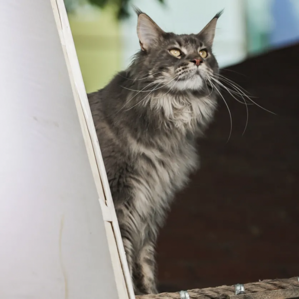 撤回這個問題，還來得及