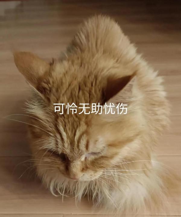 被送養後的成年貓,輾轉回家的路好難 被送養後的成年貓,輾轉回家的路好難