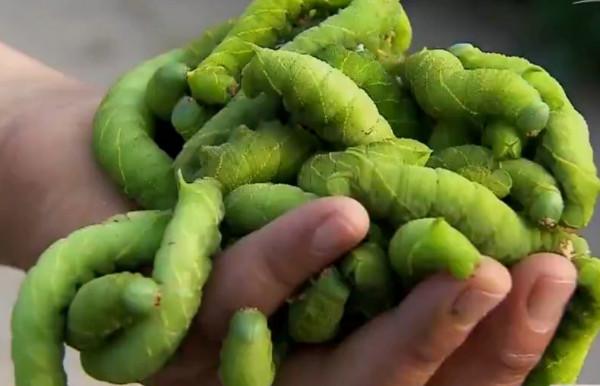 河南小夥一邊種豆一邊養殖豆青蟲年入幾十萬