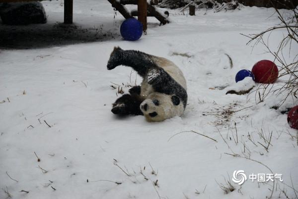 北京動物園大熊貓雪中嬉戲 現實版“冰墩墩”萌翻了 北京動物園大熊貓雪中嬉戲 現實版“冰墩墩”萌翻了