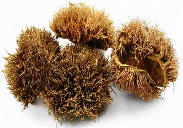 TA長得像刺蝟,全身都是寶 TA長得像刺蝟,全身都是寶