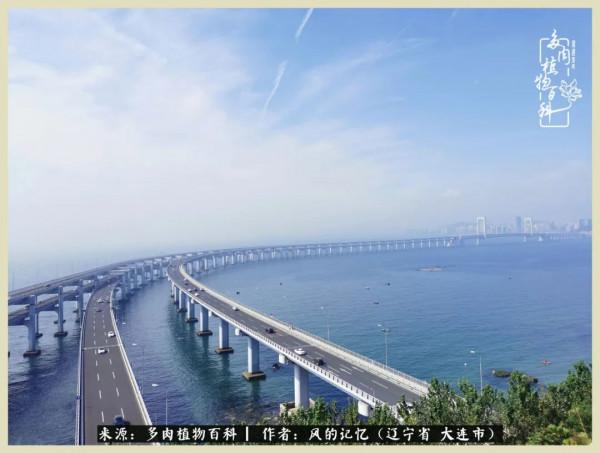 大千世界，與多肉共享