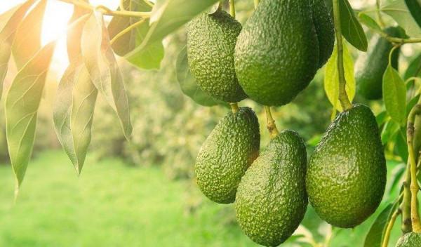 100億?越南木匠鋸“鱷魚樹”驚現蘭花印!如何形成?為何這麼貴 100億?越南木匠鋸“鱷魚樹”驚現蘭花印!如何形成?為何這麼貴