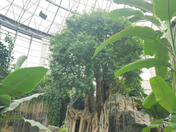 揭秘世界花卉大觀園三大“鎮園植寶”，樹齡相加超1000歲