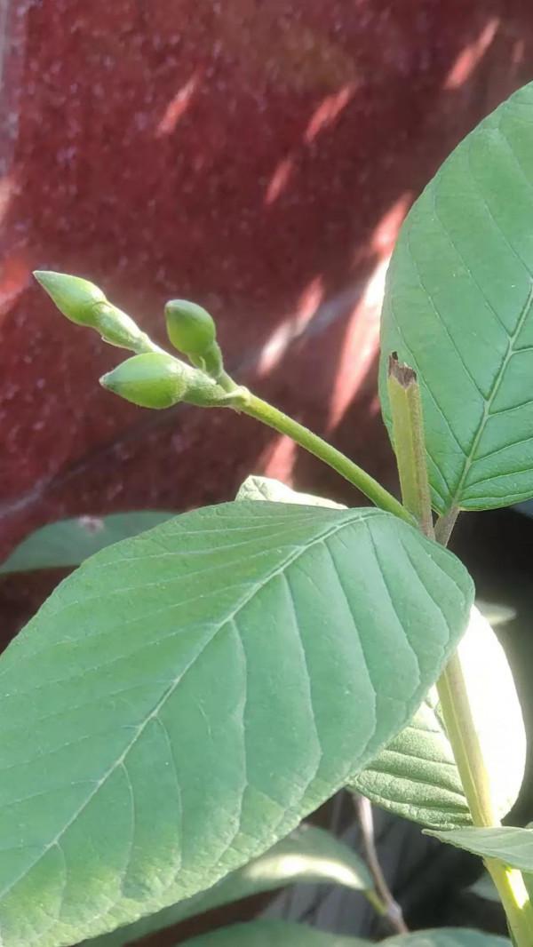 我的栽培成果——南方植物番石榴