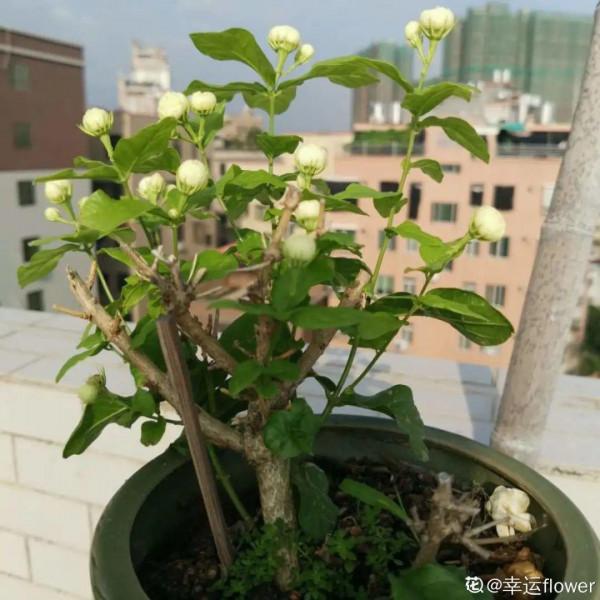 “外甥正月不剃頭”，8種花正月不能剪，還要再忍1個月