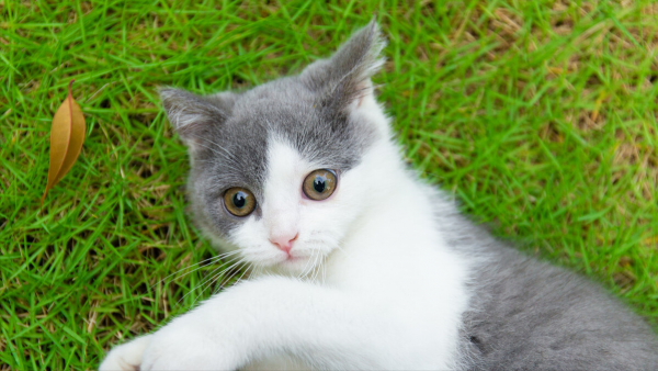 貓咪反覆尿血,吃了三個療程尿甚舒通牛肉錠才治好 貓咪反覆尿血,吃了三個療程尿甚舒通牛肉錠才治好