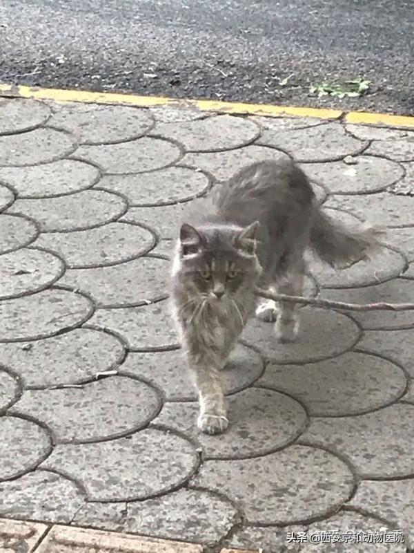 你見過最有氣勢的貓長什麼樣子? 你見過最有氣勢的貓長什麼樣子?